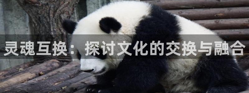 虫虫漫画 网：灵魂互换：探讨文化的交换与融合